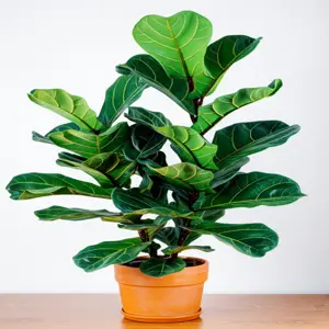 plant care tips