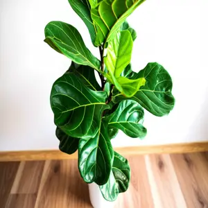 fiddle leaf fig care