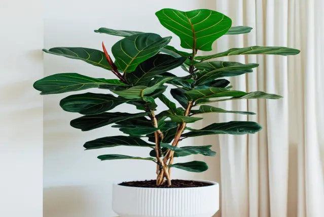 how often do you water fiddle leaf fig in indoors