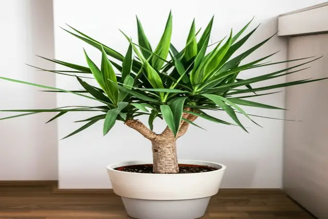 how to care for a yucca in a dim attic