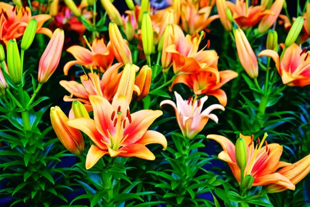 how to care for lilies in a damp basement