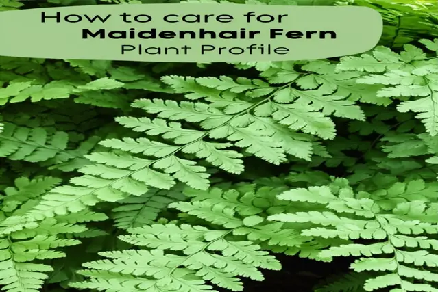 how to care for maidenhair fern plant profile