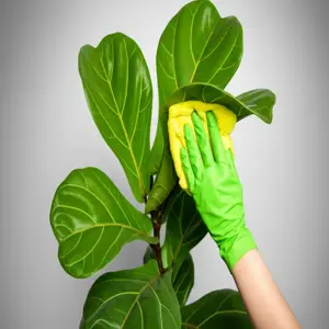 clean ficus lyrata leaves