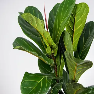 glossy plant foliage