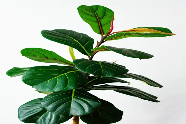 how to clean fiddle leaf fig for glossy green foliage