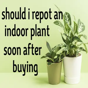 new plant care