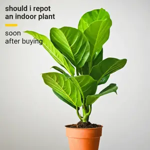 transplant shock