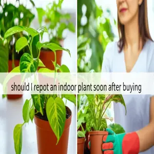 rootbound symptoms