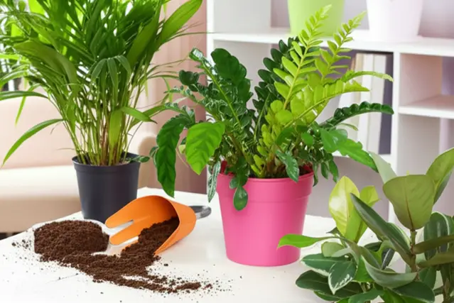 should i repot an indoor plant soon after buying