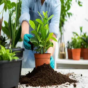 repotting