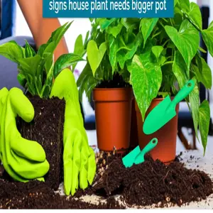 root bound