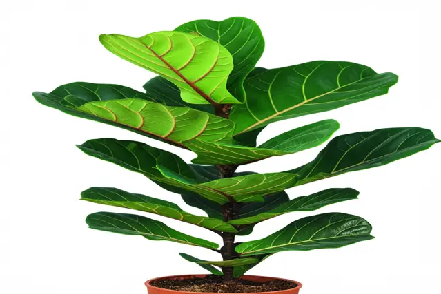 tips to fix red spots on your fiddle leaf fig tree