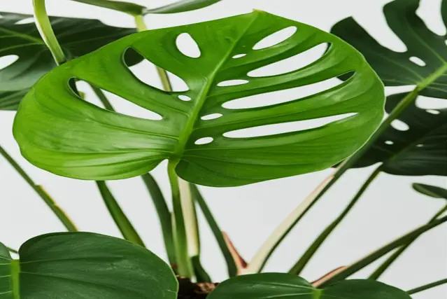 types of monstera species