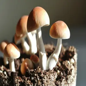 mushroom identification