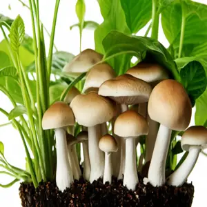 indoor plant mold