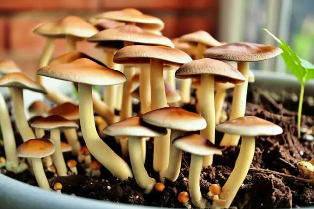 why are there mushrooms growing on my house plant